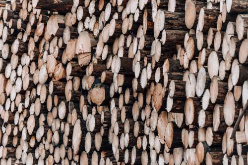 Pile of Wood Logs Free Photo