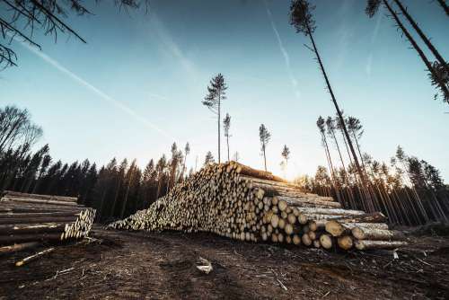 Pile of Wood Logs in Forest Free Photo