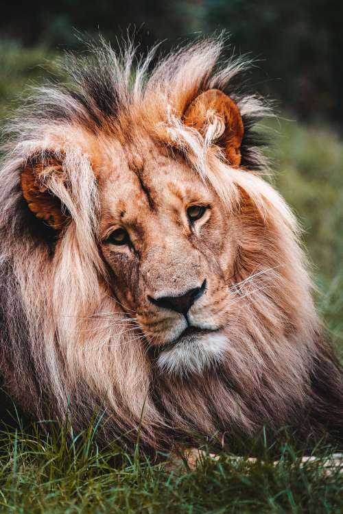 Portrait of Lion Free Photo