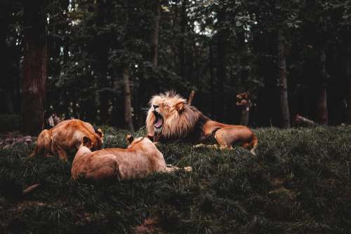 Roaring Lion and Two Lionesses Free Photo