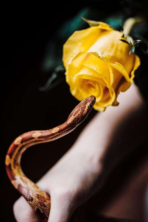 Snake and Rose Free Photo