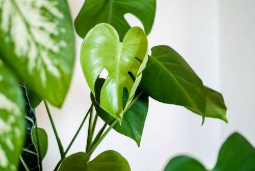 Monstera Leaf Foliage Houseplant