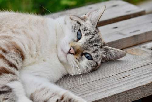 Cat Feline Animal Mammal Relax Sleep Outdoor