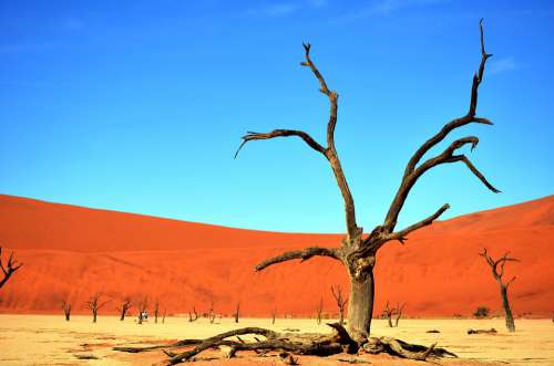 Desert Drought Trunk Dune Sand