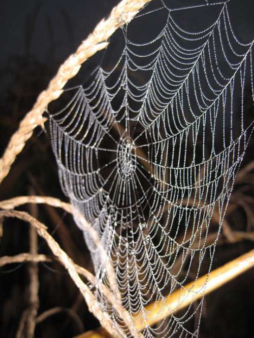 Cobweb Spinnfaden Web Cobwebs Morgentau Nature
