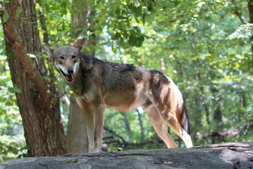 Red Wolf Dog Mammal Canine