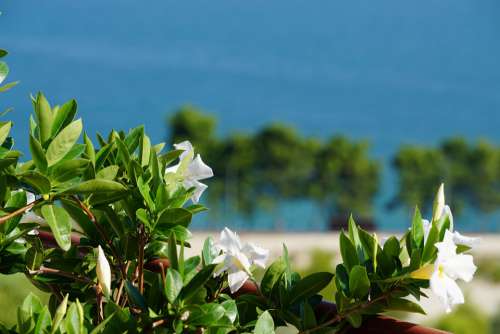Flowers Sea Nature Puglia