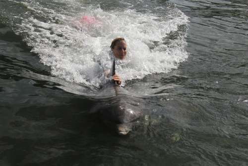Sea Water Florida Ocean Dolphin
