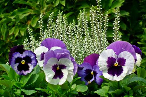 Pansies Heathers Flowers Colorful Nature Garden