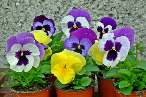 Pansies Flowers Colorful Garden Nature The Petals