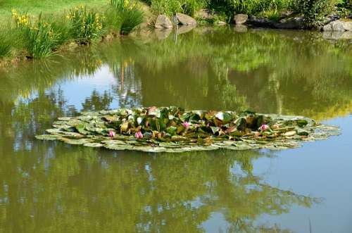 Water Pond Water Lily Flower Nature Pink Island