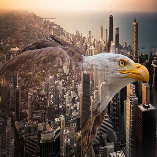 Eagle Bird Nature Photography Flying Art