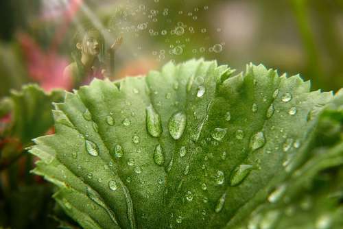 Garden Rain Leaf Weather Fee Drip Drop Of Water
