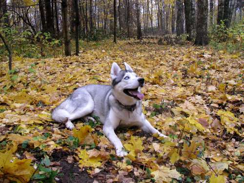 Dog Husky Siberian Autumn Leaves Maple Yellow