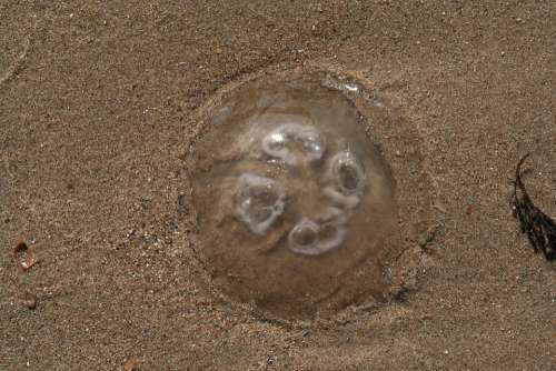 Jellyfish Beach Sand North Sea Sea Mollusk