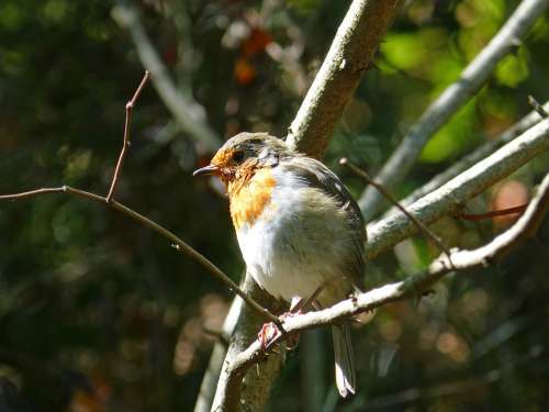Robin Pit-Roig Pitall Ave Bird Branch