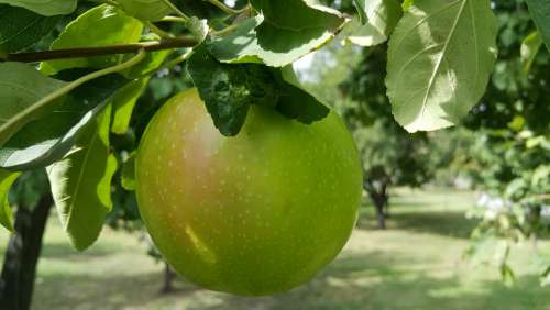 Natural Green Apple