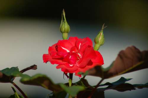 Red Rose Buds Flower Bloom Rose Gemma Petals