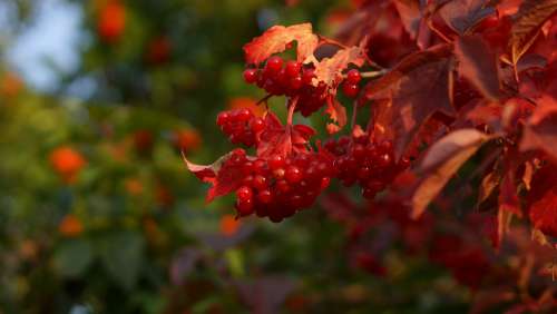 Viburnum Berry Red Therapeutic Shrub Leaves Plant