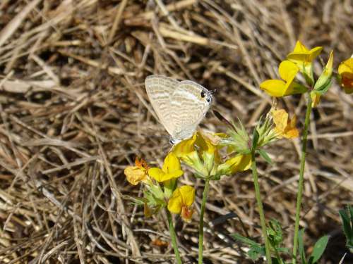 Butterfly Teenindusega Boeticus Blue Butterfly Libar