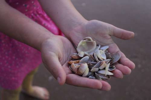 Seashell Hands Memory Holidays