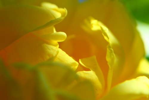 Rose Yellow Flower Spring