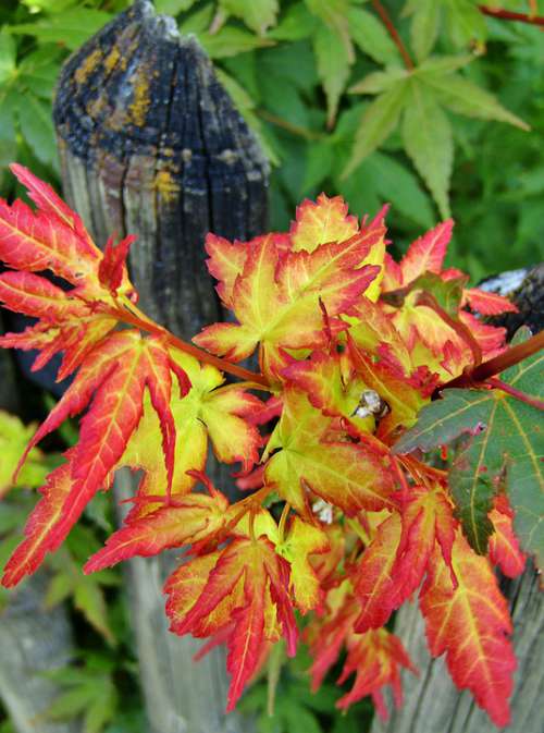 Leaves Garden Bush Garden Fence Boards Wood Red