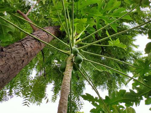 Forest Tree Plants Green Wood Papaya Nature