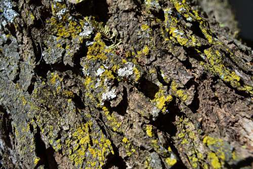 Acacia Bark Lichen Curtose Leprose Grey Gray