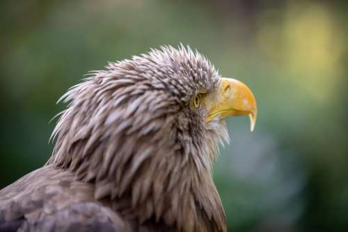Adler Animal Bird Nature Feather Plumage Close Up