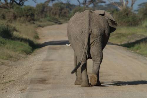 Africa African Bush Elephant Amboseli Big Five