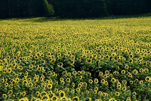 Agriculture Sunflowers Field The Cultivation Of