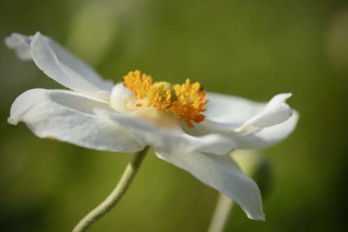 Anemone Fall Anemone White Blossom Bloom Bloom