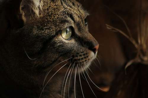 Animal Cat Eye Light Profile Portrait Head View