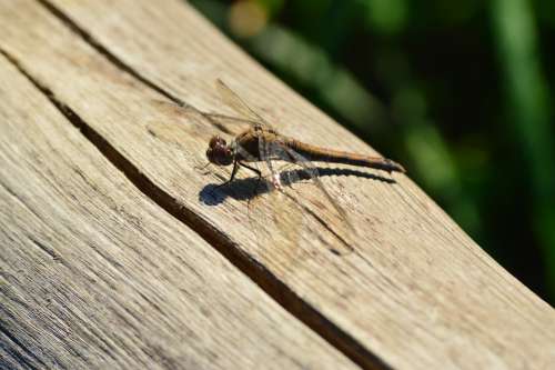 Animals Dragonfly Insects Nature Dragonflies Wings