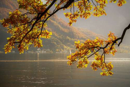 Autumn Fall Leaves Yellow Hell Landscape Lake