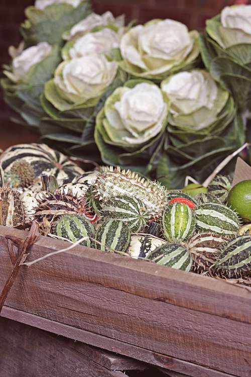 Autumn Ornamental Cabbage Mini-Pumpkins Wooden Box