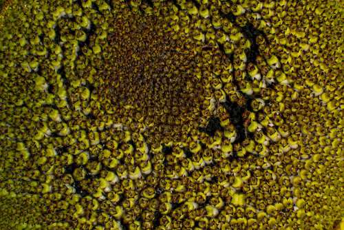 Background Structure Texture Sunflower Seeds