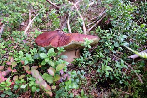 Beauty Love Nature Lake Finland Macro Mushrooms