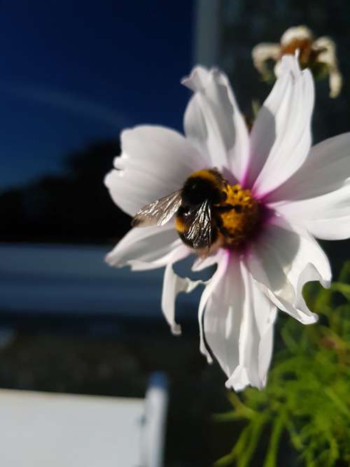 Bee Bumblebee Summer Scotland Nature