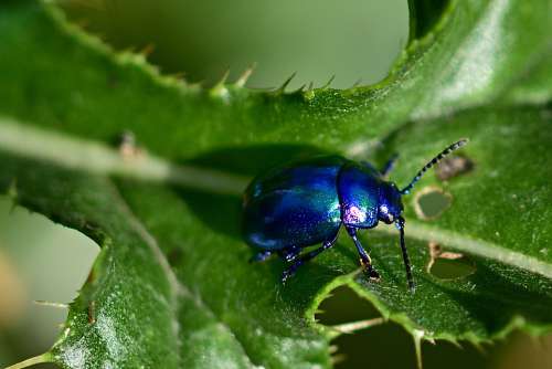 Beetle Leaf Insect Summer Blue Garden Close Up