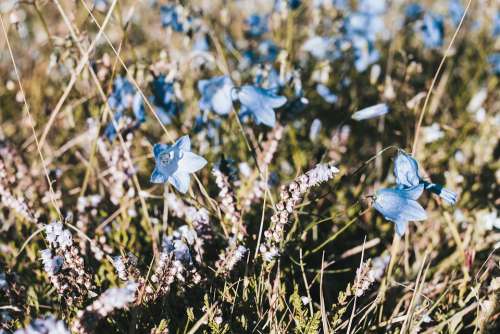 Bellflower Flower Blossom Bloom Blue Flora Pistil