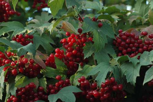 Berry Kalina Krasnaya Bush Morning Autumn Fruit