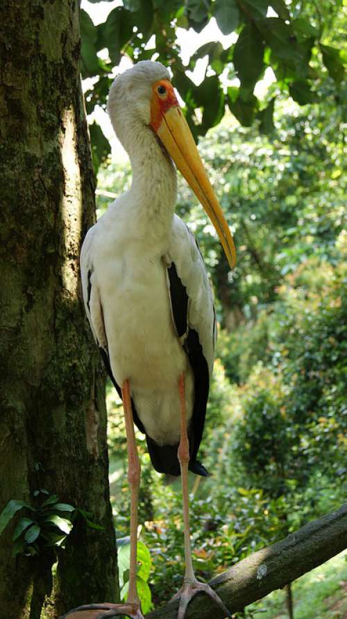 Bird Animal Nature Fauna Feather Wings