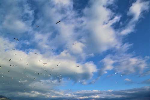 Birds Clouds Sky Nature Flying Animal Freedom