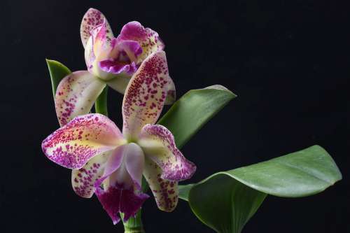 Blc Pauwela Polka Dots Orchid Flower Hybrid