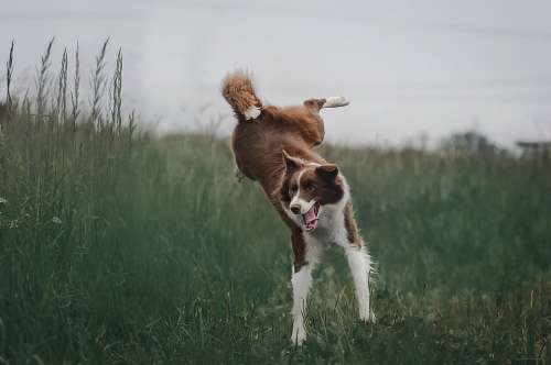 Border Collie Dog Go In The Summer Of Nature Jump