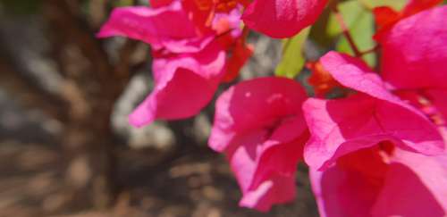 Bougainvilia Red Flowers Nature Red Bloom Plant