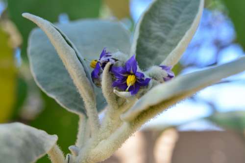 Bugweed Solanum Mauritianum Flower Small Tobacco