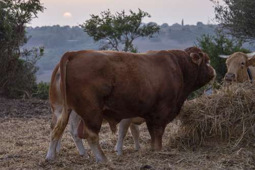 Bull Animal Nature Landscape Sunset Cow Ruminant